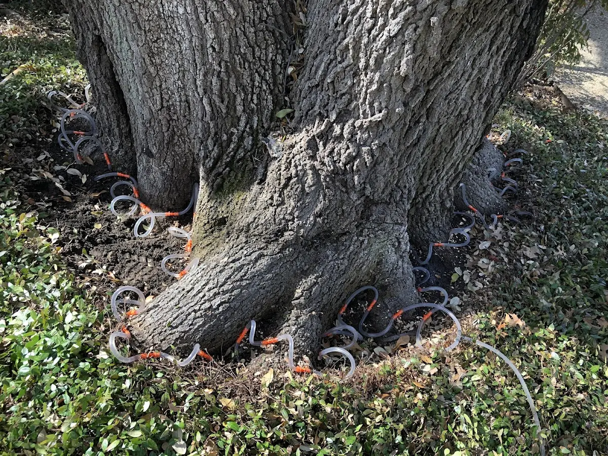 Detailed Tree Cabling and Bracing job site in Long Key